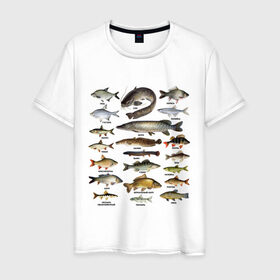 Мужская футболка хлопок с принтом Популярные виды рыб , 100% хлопок | прямой крой, круглый вырез горловины, длина до линии бедер, слегка спущенное плечо. | рыба | рыбалка | рыбачить | туризм | туристические | туристу | улов