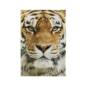 Обложка для паспорта матовая кожа с принтом Амурский тигр , натуральная матовая кожа | размер 19,3 х 13,7 см; прозрачные пластиковые крепления | амурский | дикая кошка | добыча | животное | зверь | клыки | когти | мясо | тигр | уссурийский | хищник